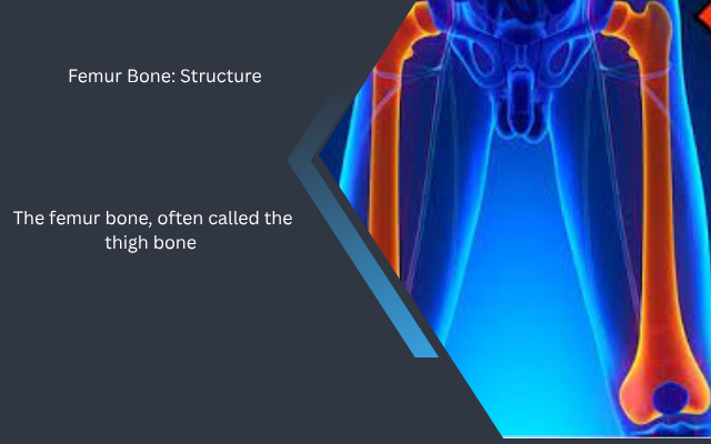 femur bone