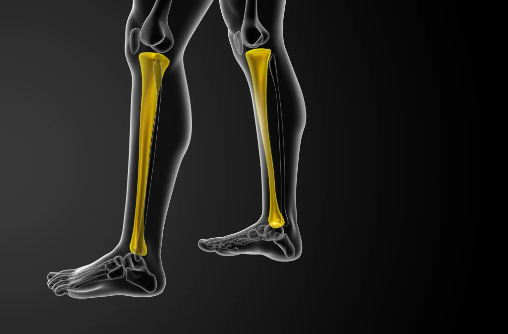 Tibia Bone